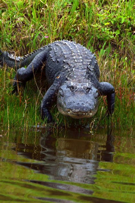 Alligator at Florida Swamp | House to House Heart to Heart