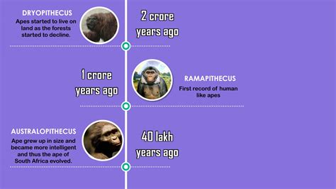 SOLUTION: Human evolution timeline - Studypool