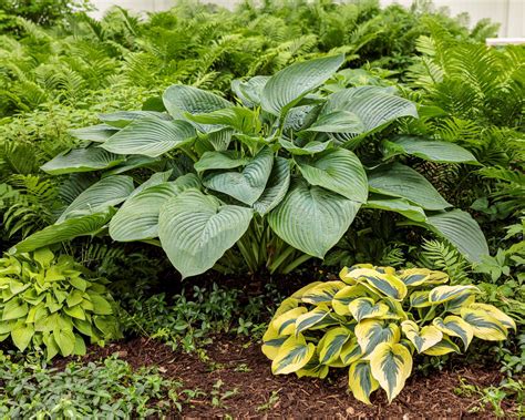 Empress Wu Hosta - Jeffries Nurseries