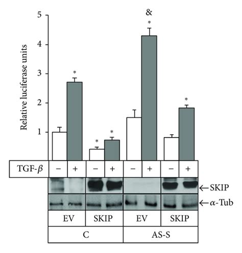 Skip Depletion Enhances Tgf β1 Induced Mmp 9 Promoter Transactivation