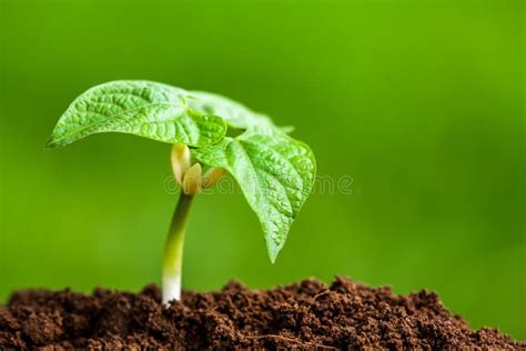 Pousse De Haricot Dans Le Sol Image Stock Image Du Accroissement