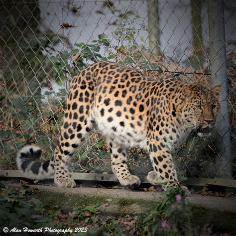 0078 Fredo Dartmoor Zoological Park Amur Leopard Alan Howarth