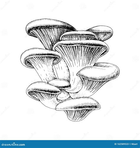 Oyster Mushrooms Isolated On White Background Edible Mushrooms