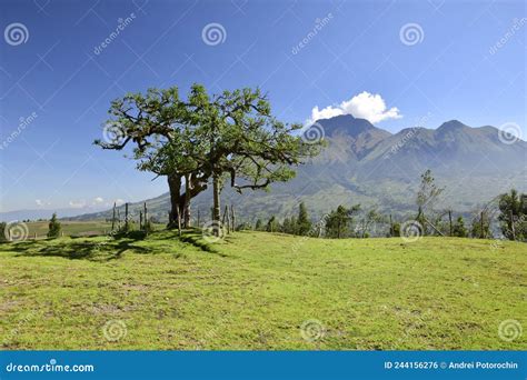 Volcán Imbabura Y El árbol Sagrado Lechero Alrededor Del Otavalo