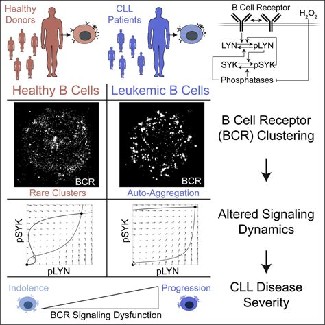 Constitutive Activation Of The B Cell Receptor Underlies Dysfunctional