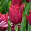 Tulipa Merlot Buy Plants At Coolplants