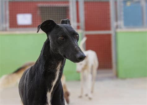 Denzel Perro Adoptado En Castalla Alicante Bamb Difunde