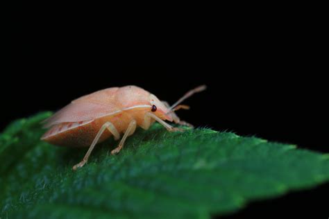 Hémiptères découvrez leur monde fascinant