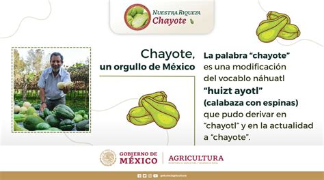 Agricultura On Twitter Nuestrariquezachayote El Chayote Es Una