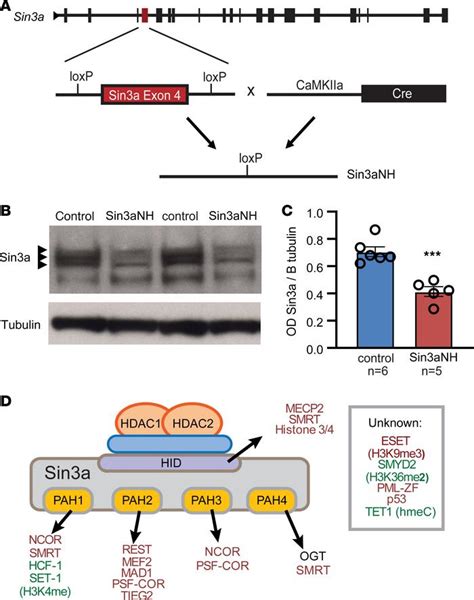 Jci Insight Transcriptional Corepressor Sin A Regulates Hippocampal