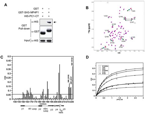 A GST Pull Down Assays Were Performed Between The GST NPHP1 SH3 And