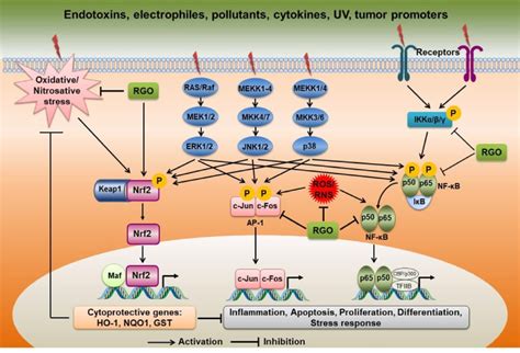 Possible Mechanisms Underlying The Antioxidant Anti Inflammatory And