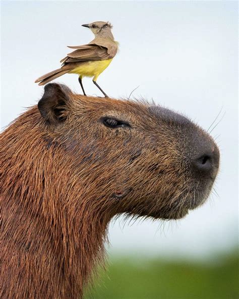 A small bird that perches on a capybara 31251054 Stock Photo at Vecteezy