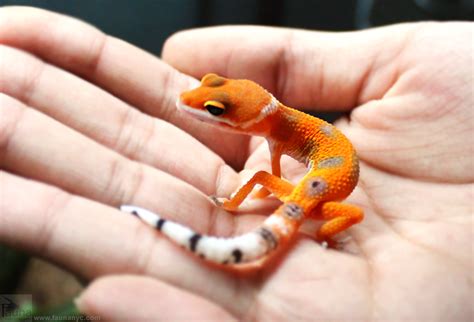 Leopard Gecko Eublepharis Macularius