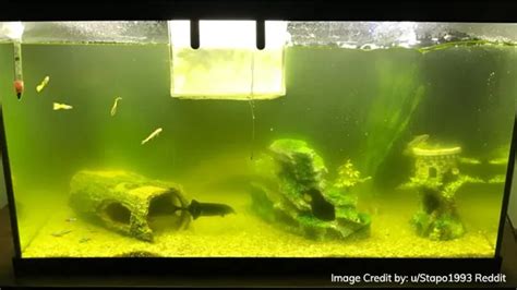 How To Clear Up Algae Bloom In Aquarium Tips And Tricks