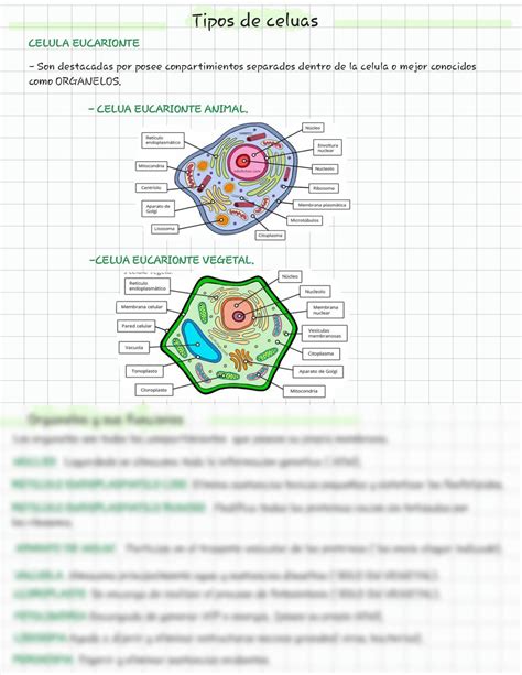 Solution Tipos De Celulas Studypool