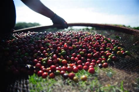 Esse é O Maior Produtor De Café Do Mundo Com 3 Milhões De Toneladas