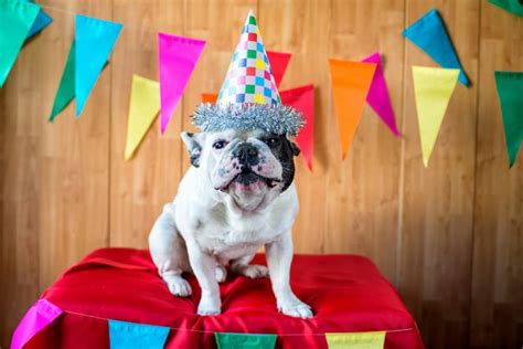 50 Dog Birthday Puns To Make You Smile - Great Pet Living