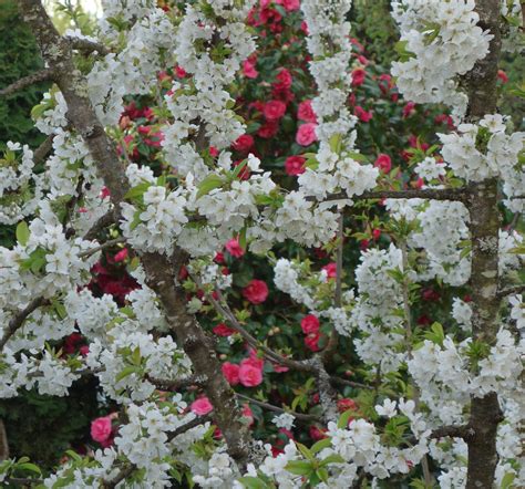 Cherry Blossoms With Camellias Free Stock Photo Public Domain Pictures