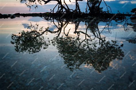 Premium Photo | Beautiful mangrove tree on the beach