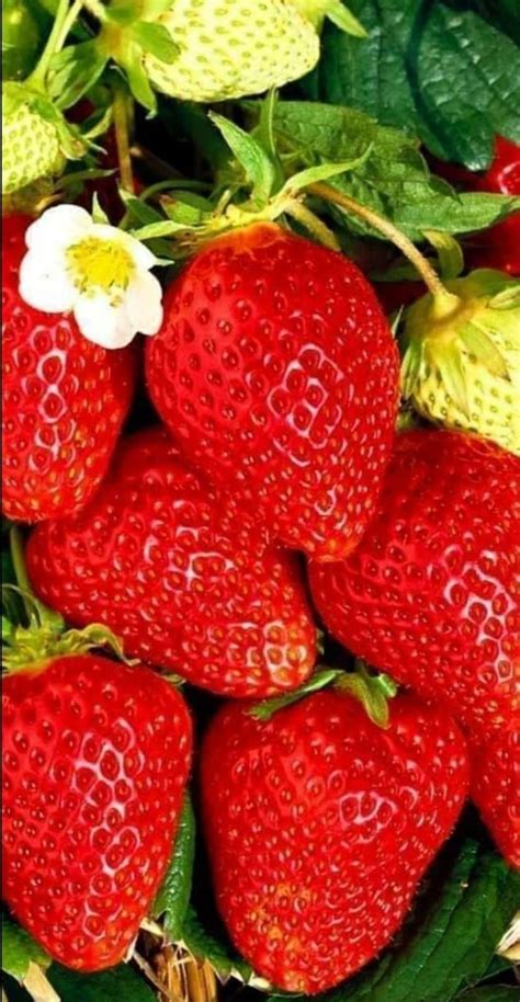 How To Grow And Care For Everbearing Strawberries Artofit