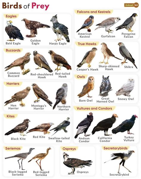 Birds Of Prey Definition List Of Names With Pictures Vogelkunde