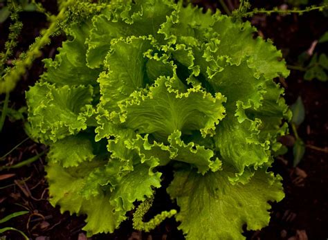 Lettuce Leaves Vegetable - Free photo on Pixabay