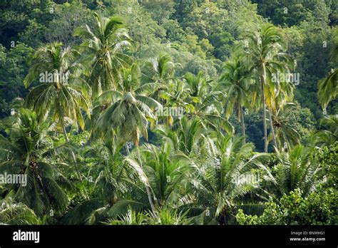 Coconut Trees In Tioman Island Rainforest Malaysia Stock Photo Alamy