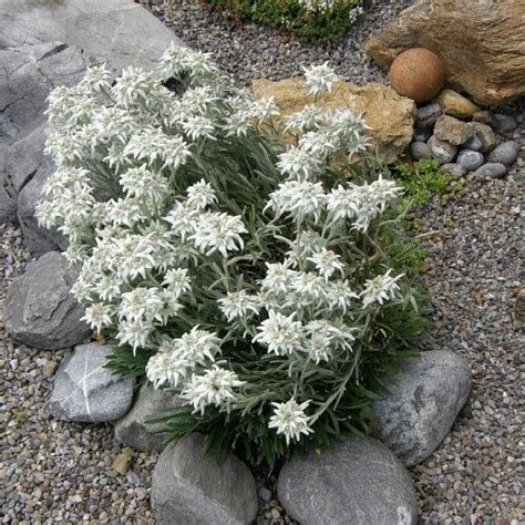 Еделвайс - отглеждане от семена, засаждане и грижи, сортове