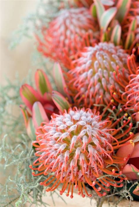 Protea-flower 1080P, 2K, 4K, 5K HD wallpapers free download | Wallpaper ...