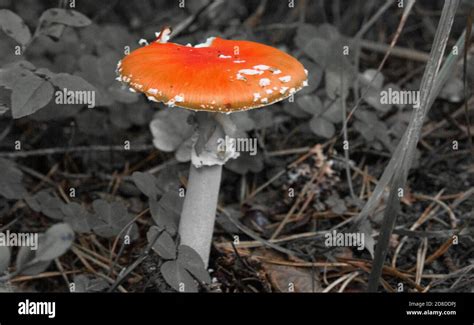 Red Mushroom Toadstool In The Forest Amanita Muscaria Stock Photo