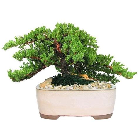 10" Ceramic Japanese Juniper Bonsai | Eve's Garden Gifts