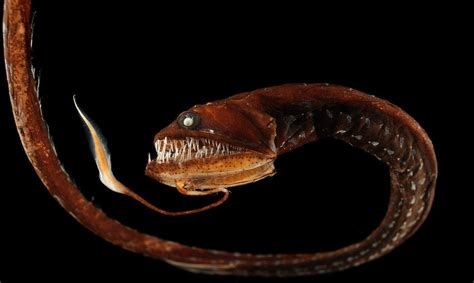 Full height dragonfish photo and wallpaper. Cute Full height dragonfish ...