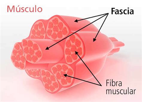 Liberación Miofascial con Fisioterapia Avanfi