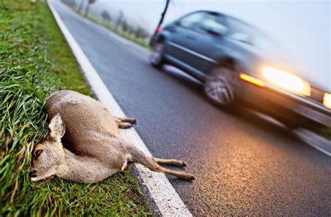 Wildtiere im Stuttgarter Norden Wildwechsel Gefahr für Mensch und Tier