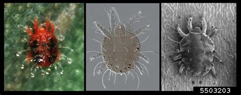 Red Palm Mite Raoiella Indica Hirst