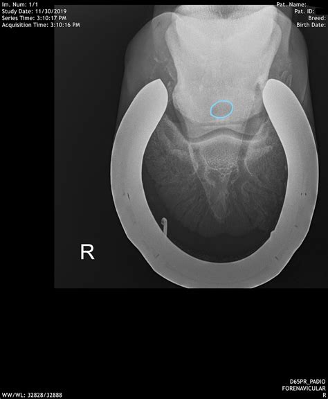 December Navicular Cyst Swiftsure Equine