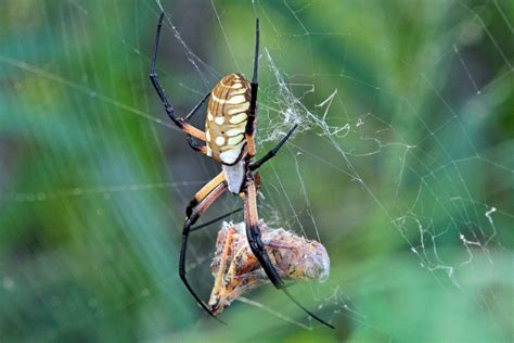 These spooky spiders are master engineers