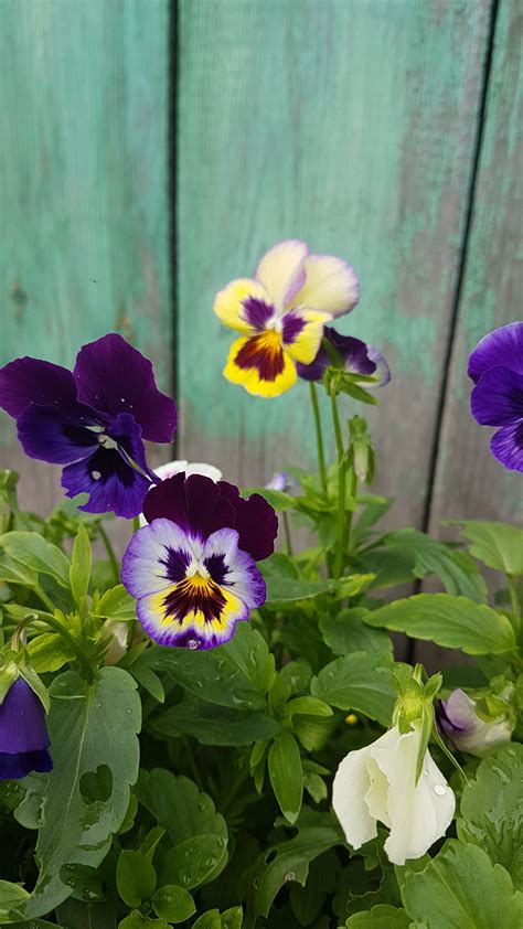 How to grow and care for winter pansies ice pansies – Artofit