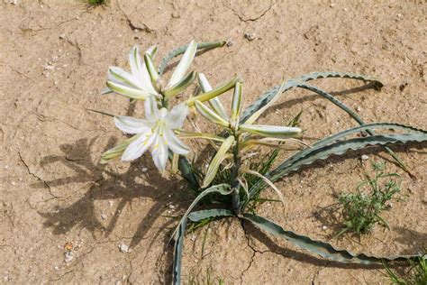 Anza-Borrego Desert State Park Wildflowers Bloom 2023 Guide - The ...