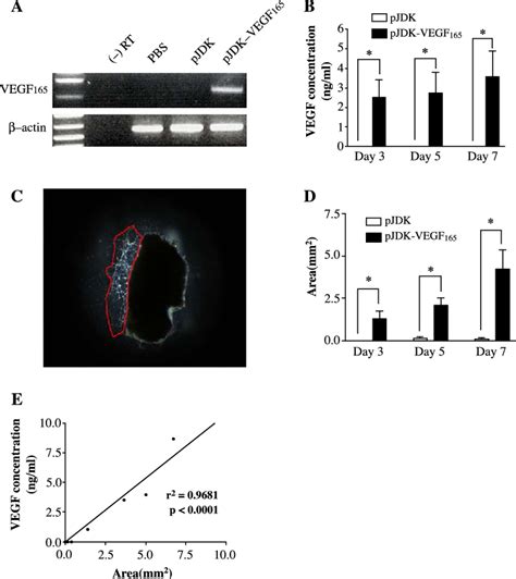 Expression Of The Transfected Vegf 165 Gene And Correlation Between The Download Scientific