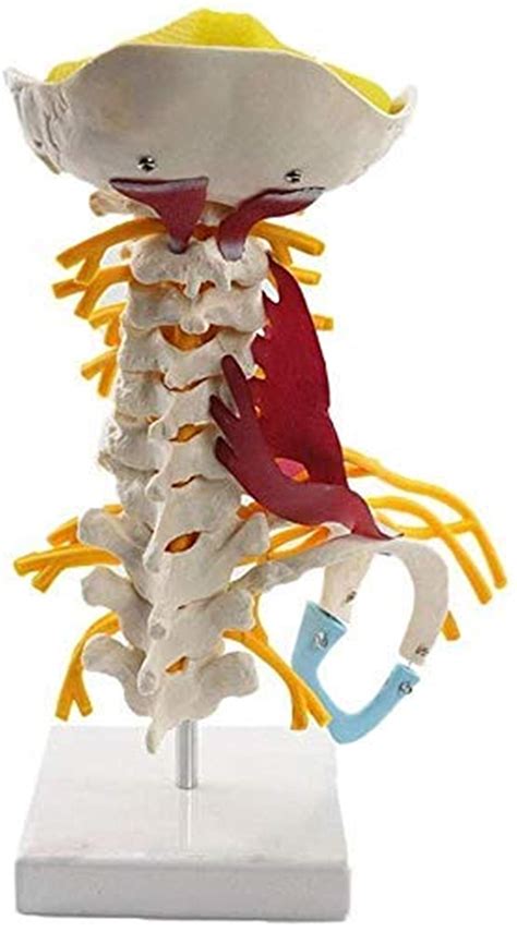 Buy Body Model Human Cervical Vertebrae Model Spinal Anatomical Model