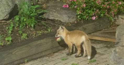 He Saw Baby Foxes Playing In His Backyard. Wait Till You See What His Camera Captured Next ...