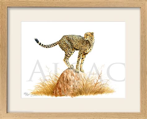 Guépard peinture d un guépard à l aquarelle