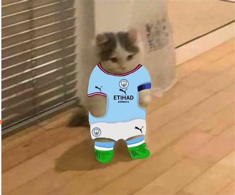 Manchester City Gato Hechos De Gato Imágenes Divertidas De Animales