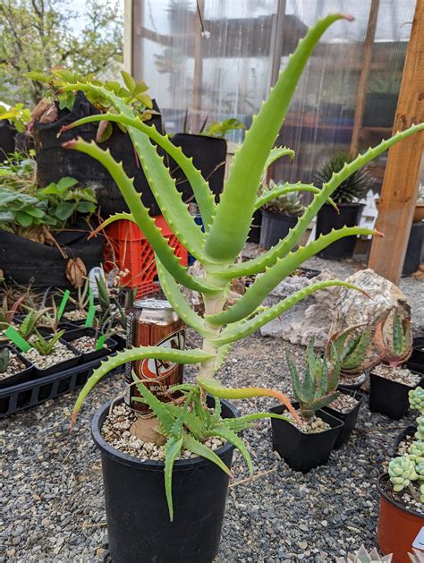 Aloe Arborescens Torch Aloe Krantz Aloe Grown In 1 Gallon Etsy