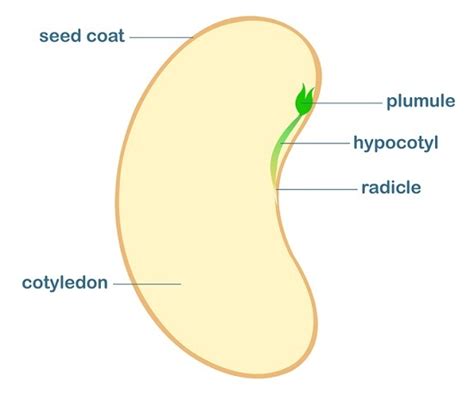 Radicle