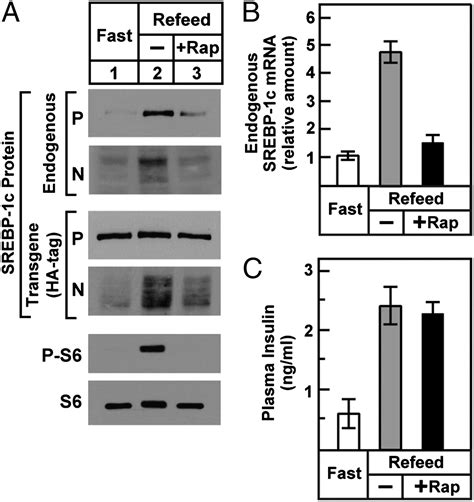 Insulin Stimulation Of Srebp 1c Processing In Transgenic Rat