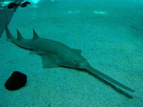 #Sawshark | Animal planet, Animals, Shark