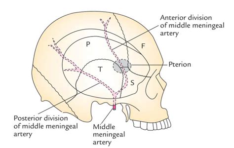 Middle Meningeal Artery Earth S Lab